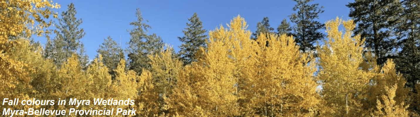 Featured Image for “November 2024 Newsletter”