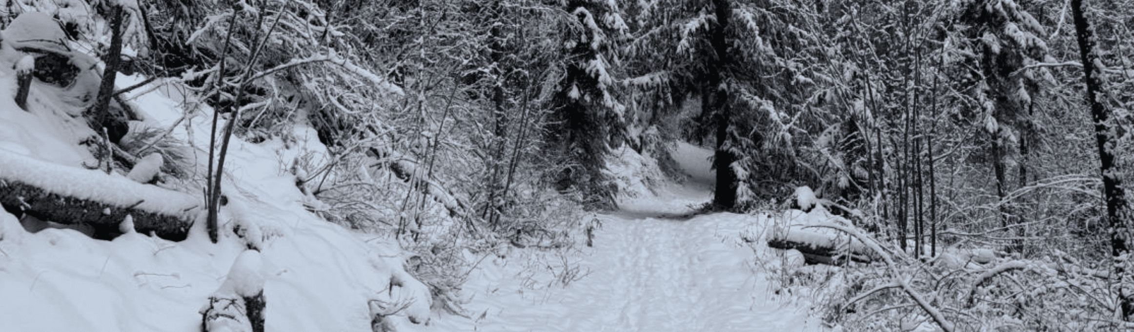 Featured Image for “January 2025 Newsletter”