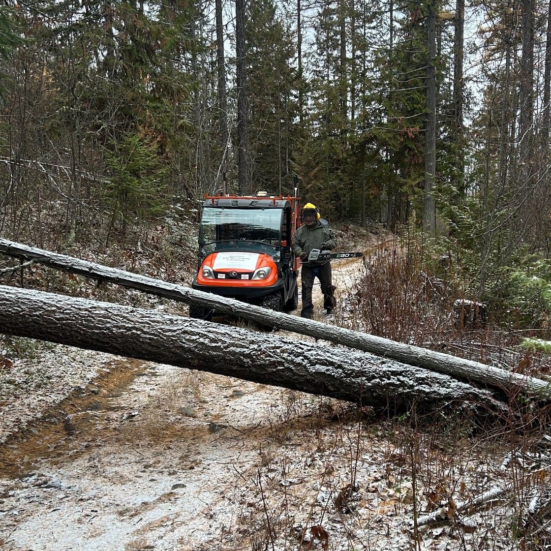 Featured image for “Winter Windfall Removals”